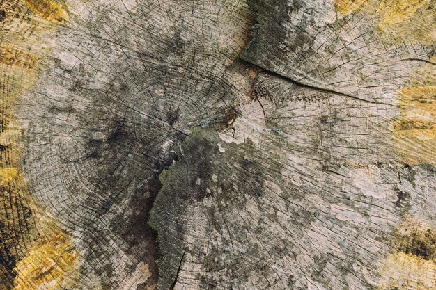 Closeup colpo di struttura in legno di un albero