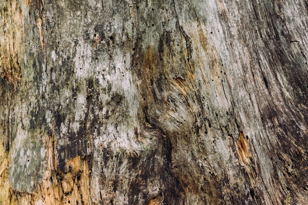 Closeup colpo di struttura in legno di un albero