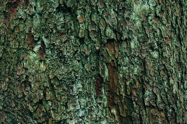 Closeup colpo di struttura in legno di un albero