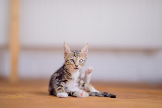 Closeup colpo di un adorabile gattino su sfondo sfocato
