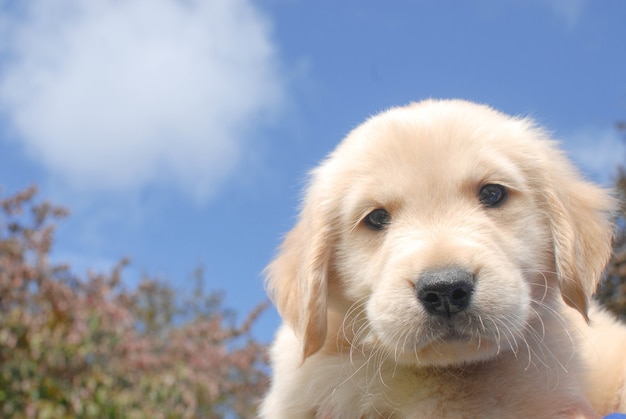 Closeup colpo di un simpatico cucciolo di Golden Retriever curiosamente guardando la telecamera