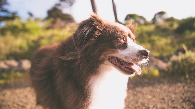Closeup colpo di un simpatico cucciolo di pastore australiano con uno sfondo luminoso