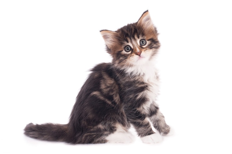 Foto gratuito closeup colpo di un simpatico gattino grigio isolato su sfondo bianco