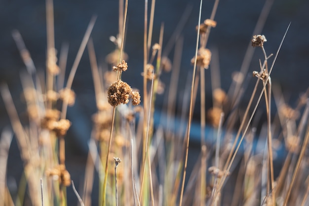 Closeup di erba selvatica secca in natura su sfondo sfocato.