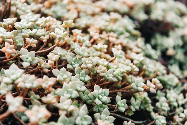 Closeup pianta succulenta