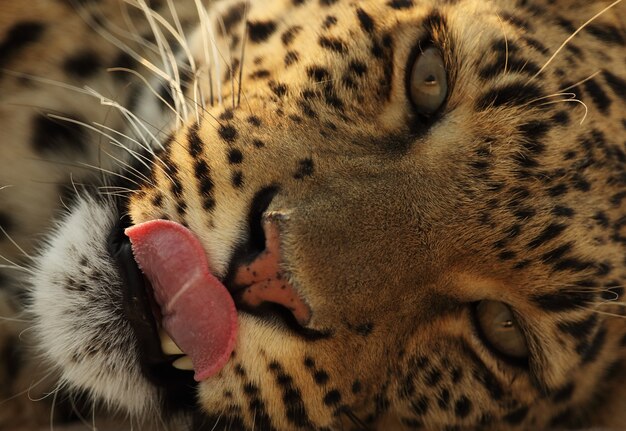 Closeup ritratto inclinato colpo alla testa di un ghepardo guardando dritto nella telecamera