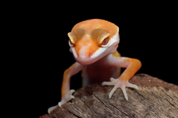 Closeup testa Baby Sunglow gecko Baby Sunglow gecko isolato su sfondo nero