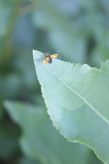 Coccinella su una foglia verde