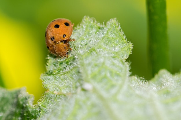 Coccinella su una foglia