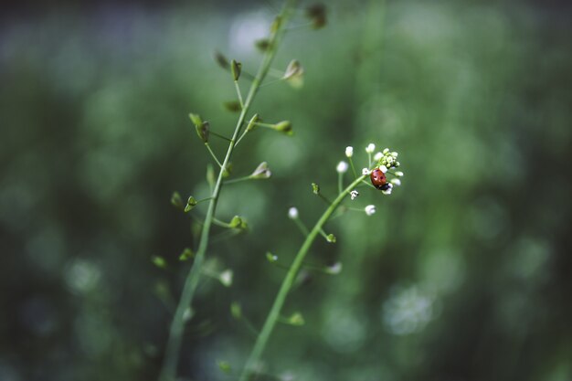 Coccinella su una pianta a fiore