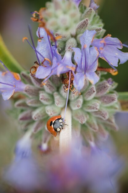 Coccinella sui fiori petaled viola