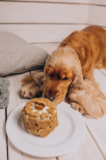 Cocker spaniel che mangia la torta di compleanno a casa