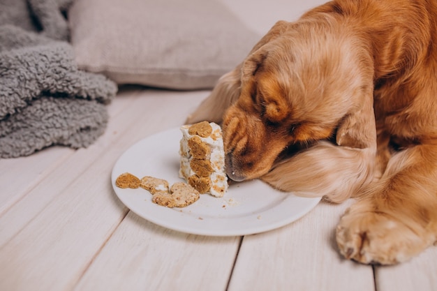 Cocker spaniel che mangia la torta di compleanno a casa