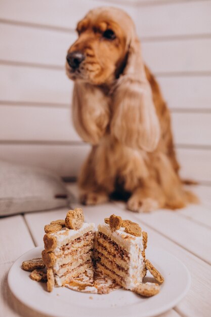 Cocker spaniel che mangia la torta di compleanno a casa