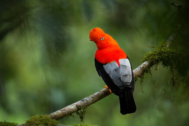 Cockoftherock andino nel bellissimo habitat naturale della fauna selvatica del Perù