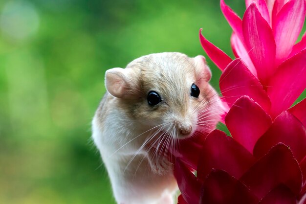 Coda grassa di gerbillo carino striscia sul fiore rosso Coda grassa di gerbillo sul fiore