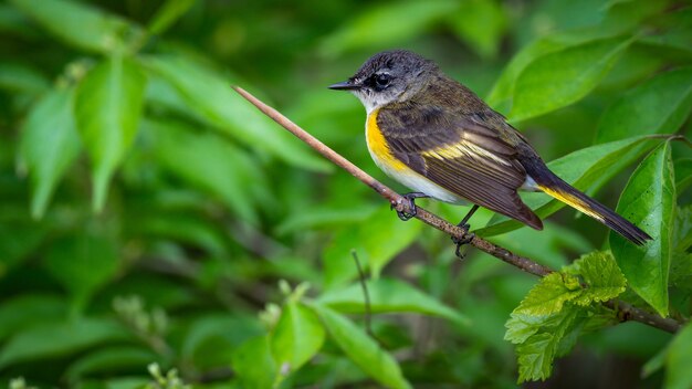 Codirosso spazzacamino (Setophaga ruticilla)