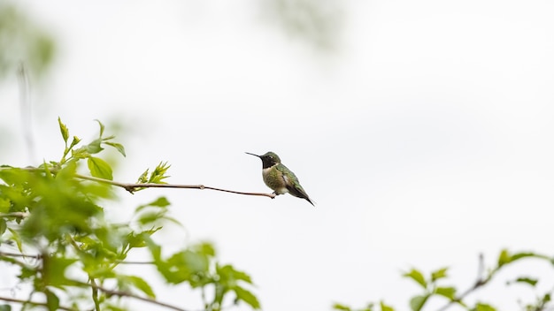 colibrì appollaiato su un ramo di un albero