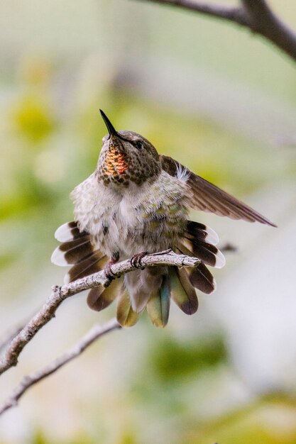 Colibrì bianco e nero