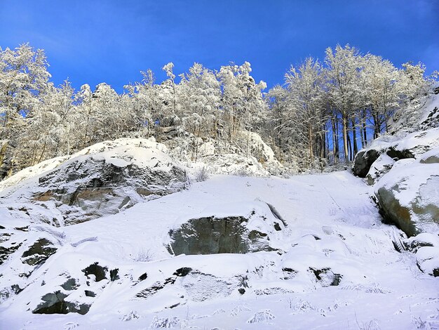 Collina coperta di alberi e neve sotto la luce del sole e un cielo blu a Larvik in Norvegia