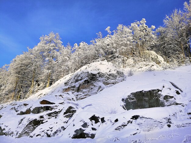 Collina coperta di alberi e neve sotto la luce del sole e un cielo blu a Larvik in Norvegia