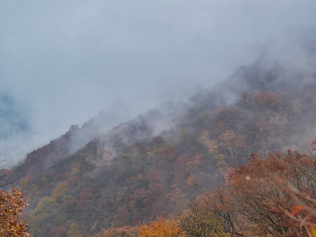 Collina ricoperta di boschi ricoperti di nebbia con uno sfondo sfocato