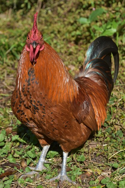 Colpisce da vicino un gallo marrone ruspante con cresta rossa.