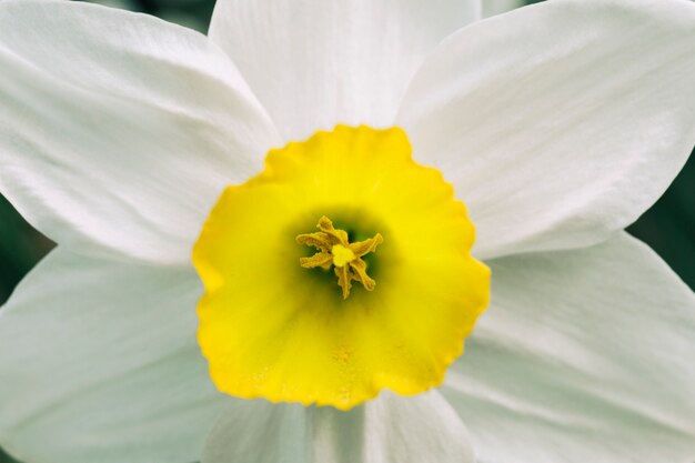 Colpo a macroistruzione del fiore bianco della sorgente