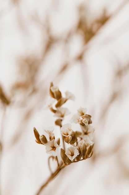 Colpo a macroistruzione del fiore bianco secco di statice