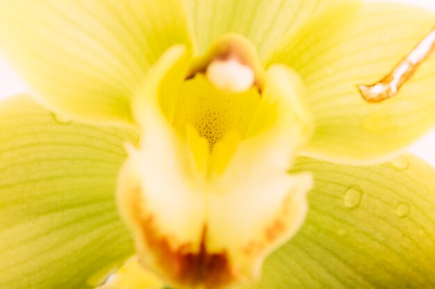 Colpo a macroistruzione del fiore dell&#39;orchidea
