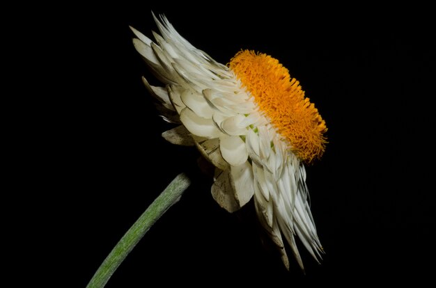 Colpo a macroistruzione del fiore della margherita bianca sul nero