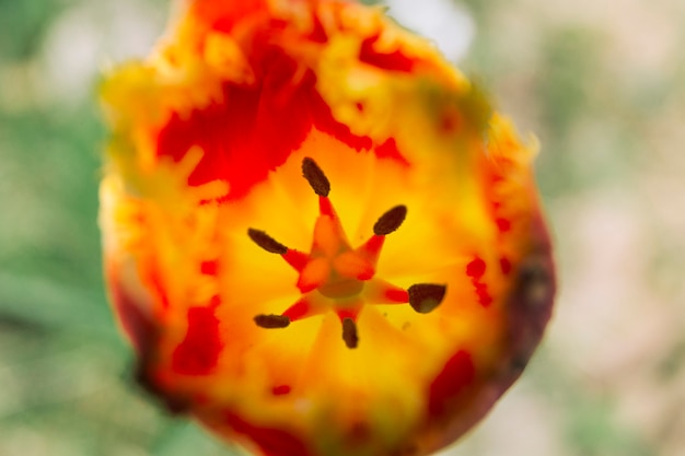 Colpo a macroistruzione del fiore rosso del tulipano