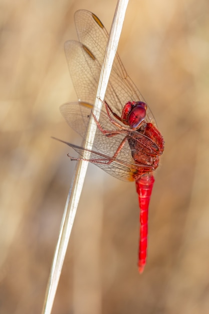 Colpo a macroistruzione del primo piano verticale di una libellula rossa in un ambiente naturale