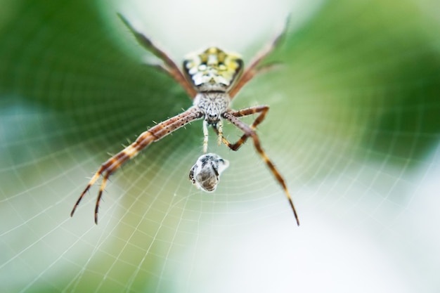 Colpo a macroistruzione del ragno sul suo web