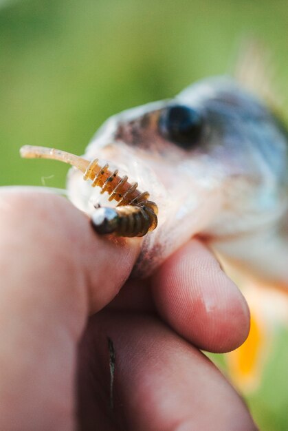 Colpo a macroistruzione dell&#39;esca di pesca della holding della mano nella bocca dei pesci