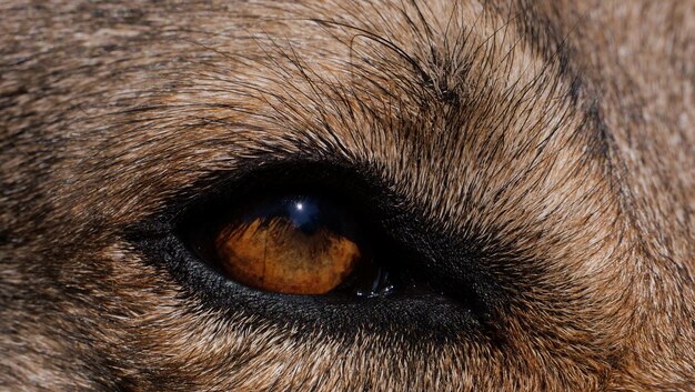 Colpo a macroistruzione dell'occhio marrone di un lupo