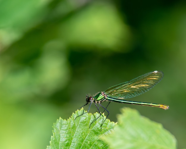 Colpo a macroistruzione della libellula su una foglia sotto la luce