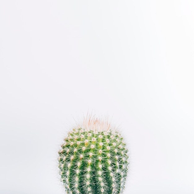 Colpo a macroistruzione della pianta del cactus isolata su priorità bassa bianca