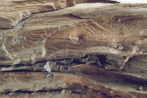 Colpo a macroistruzione di struttura in legno dell&#39;albero