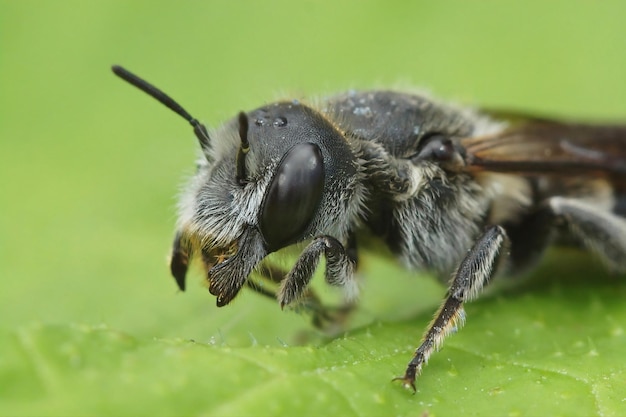Colpo a macroistruzione di un'ape su una foglia verde