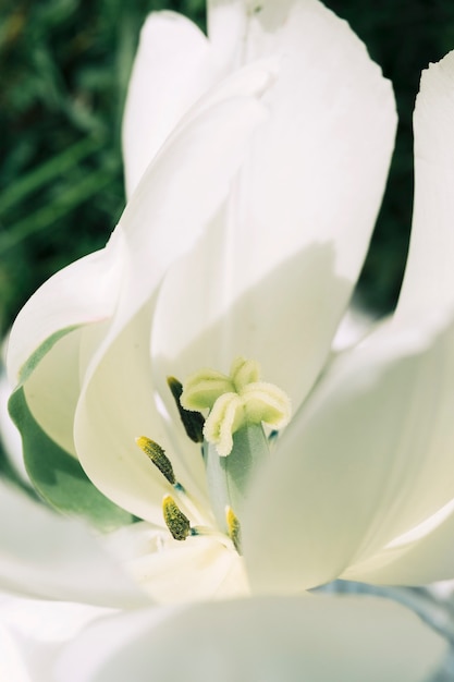 Colpo a macroistruzione di un fiore fragile bianco