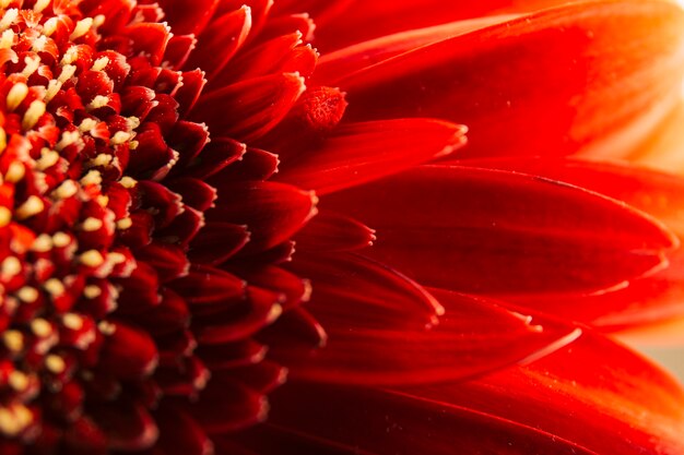 Colpo a macroistruzione di un gerbera rosso