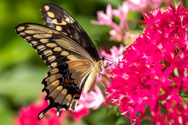 Colpo a macroistruzione di una bella farfalla sui fiori rosa in un giardino