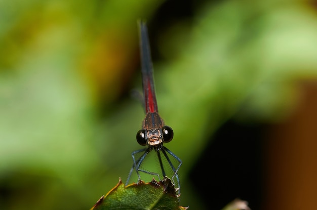 Colpo a macroistruzione di una libellula su una pianta verde