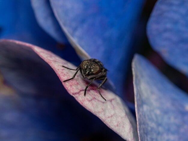 Colpo a macroistruzione di una mosca su un petalo di fiore viola