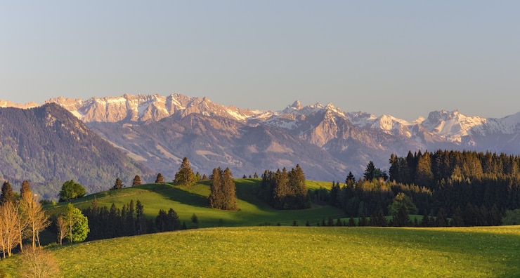 Foto gratuito colpo ad alto angolo degli alberi sul prato erboso con le montagne sullo sfondo