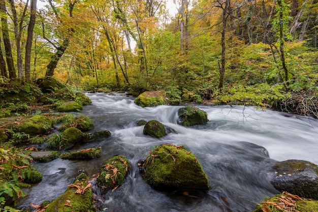 Colpo ad alto angolo di pietre muscose nel fiume schiumoso che scorre nella foresta