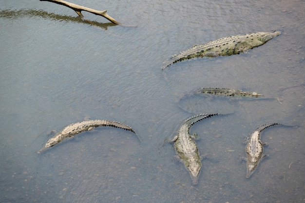 Colpo ad alto angolo di spaventosi alligatori giganti che nuotano nel lago