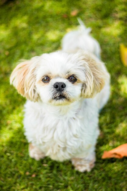 Colpo ad alto angolo di un cagnolino maltese su un campo verde all'aperto