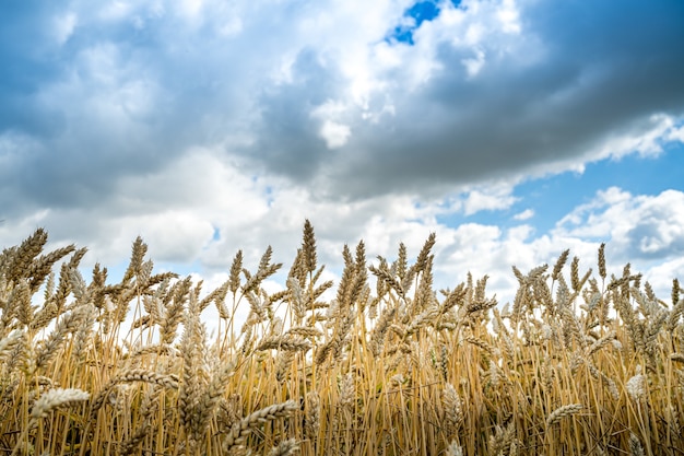 Colpo ad angolo basso di chicchi d'orzo nel campo sotto il cielo nuvoloso